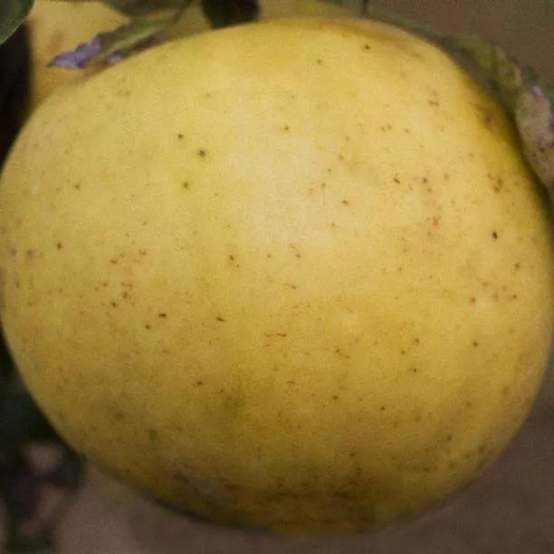 Early Victoria Apple (Malus domestica Early Victoria) Img 1